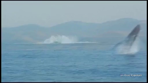 khoa nh kha c hie m ga p ca voi na ng 40 ta n nha y kho i ma t nuo c