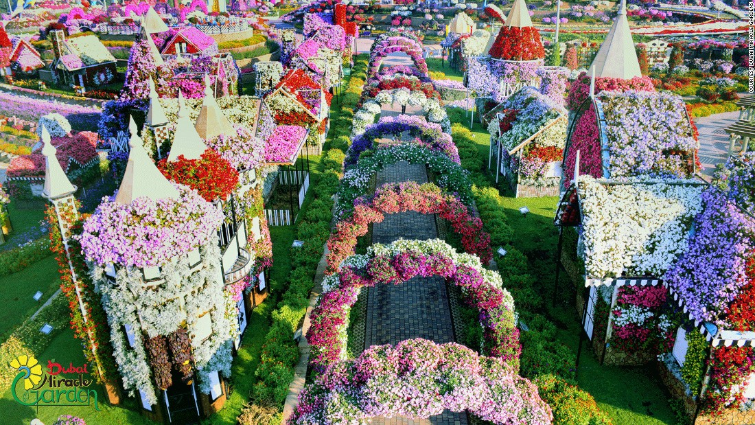 dubai miracle garden vuon hoa tu nhien lon nhat the gioi o dubai