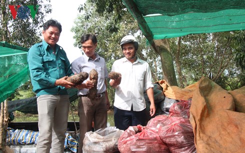 khoai mo long an phat trien ben vung chinh phuc thi truong nhat ban va chau au