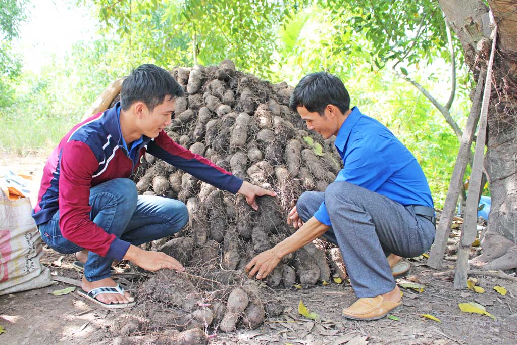 khoai mo long an phat trien ben vung chinh phuc thi truong nhat ban va chau au