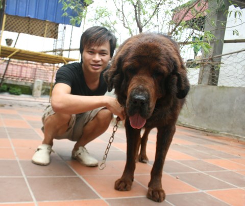kinh hoang cho ngao tay tang 40kg can chet be gai 8 thang tuoi