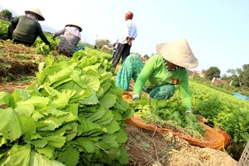 hoi huu nghi nhat viet tai sakai trien khai nhieu du an tai tinh binh dinh