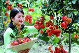 xu dua thu hut du an phi chinh phu nuoc ngoai