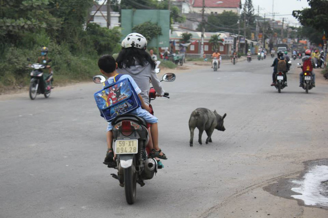 bi heo tan cong nguoi dan ong bi vo tinh hoan