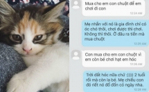 video kho tin canh meo duoi danh cho giai cuu cau chu