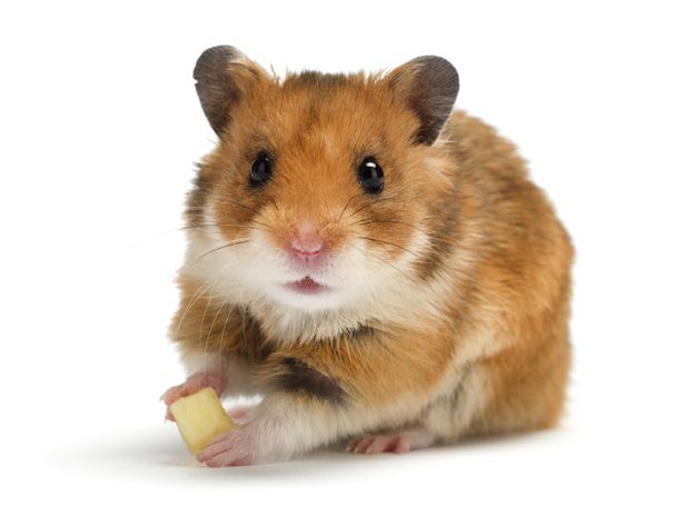 ba me mua chuot hamster cho con o to bi pha nat dat bay 8 lan khong bat duoc thu pham