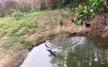 video thay duong dep vach ke ro rang tai xe di vao va lao thang xuong ao