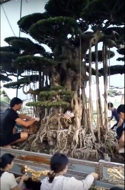 cay sanh co trong trong chau dat 5 cay vang duoc tra 15 ty chu nhan nhat quyet khong ban