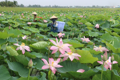 ghe dong bang song cuu long hoa minh vao thien nhien mua nuoc noi
