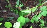 wwf keu goi dong cua vinh vien cac hoat dong buon ban dong vat hoang da trai phep
