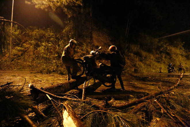 da lat cay thong 20 nam tuoi do tren deo prenn giao thong tac nghen hang gio lien