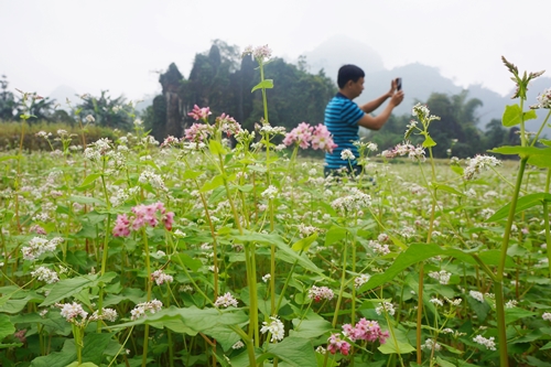 nhung dia diem san hoa tam giac mach dep nhat tai ha giang