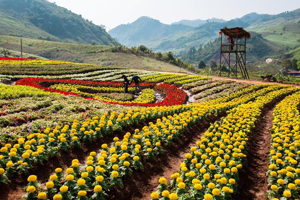 thung lung hoa moc chau diem den moi cho gioi tre