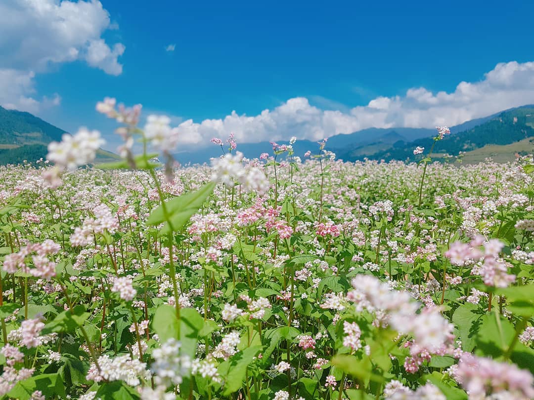 den ha giang ngam sac hong dip le hoi hoa tam giac mach