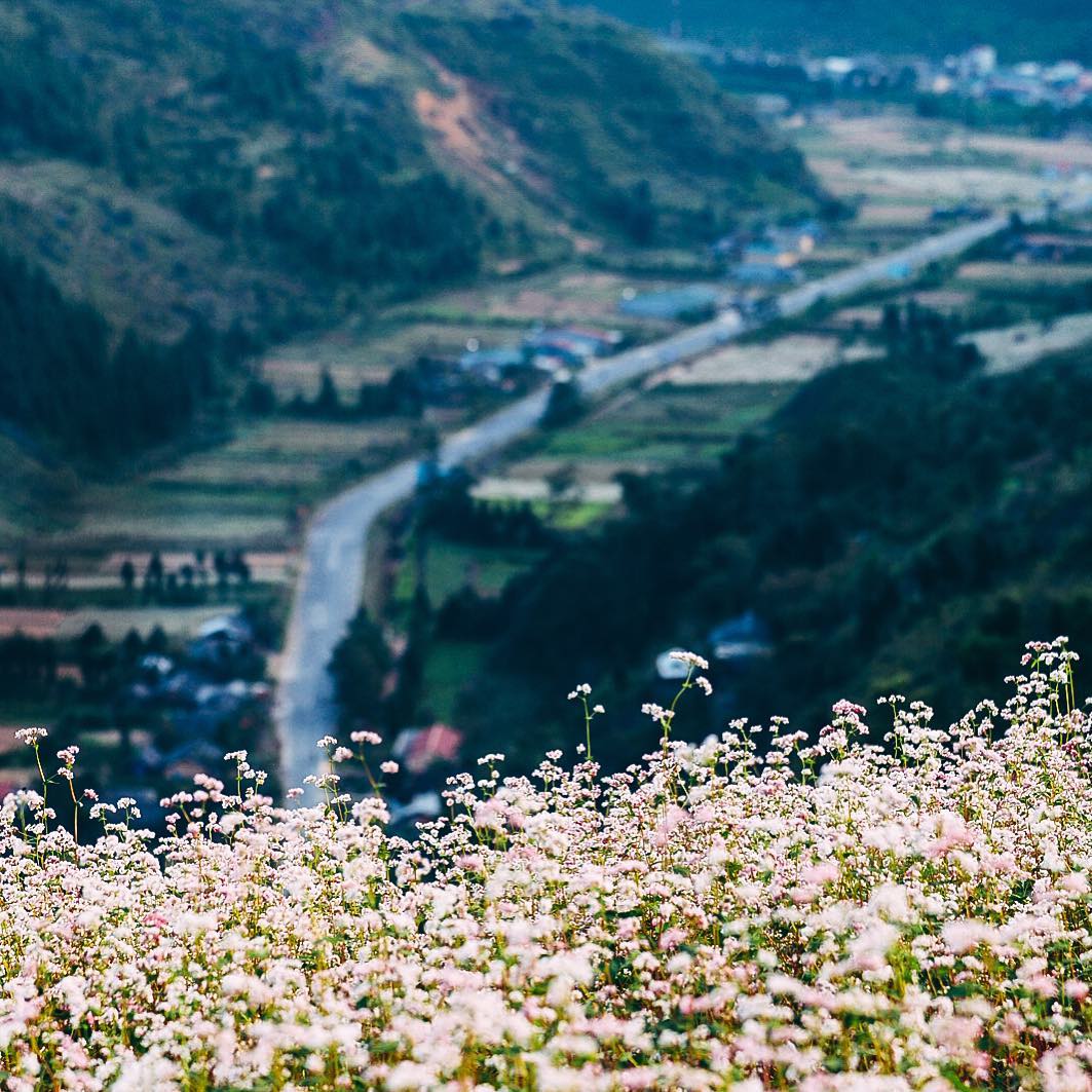 den ha giang ngam sac hong dip le hoi hoa tam giac mach