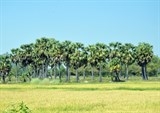 ghe lang son ma khong thuong thuc vit quay pho chua khau nhuc thi nhu chua tung den