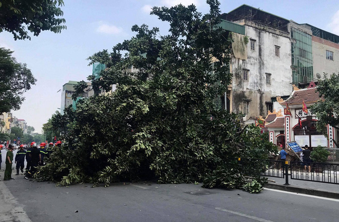 ha noi cay da co thu cao gan 10m do chan ngang duong ton duc thang