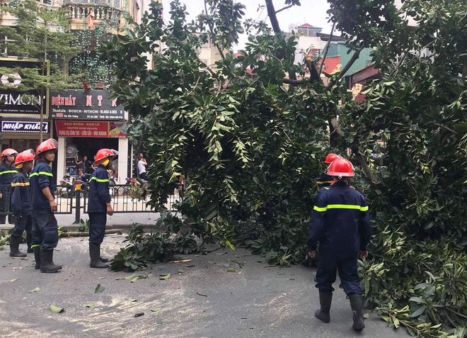 ha noi cay da co thu cao gan 10m do chan ngang duong ton duc thang