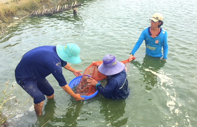 trieu cuong dang cao anh huong den nhieu dia phuong o dbscl