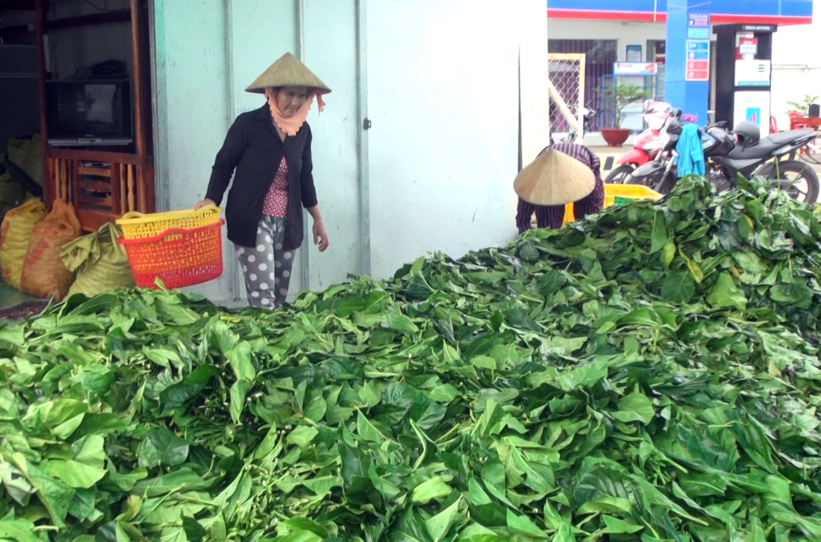 nguoi dan ca mau hoang mang khi thuong lai thu mua la nhau tuoi