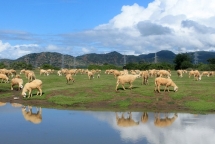 thien duong du lich trai nghiem chau a goi ten ninh thuan