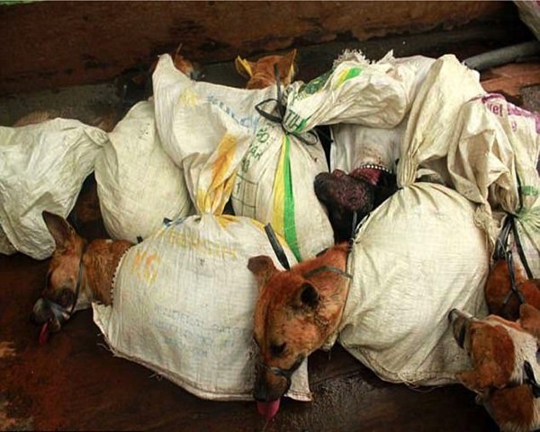 khung canh man ro trong khu trai thit cho nhu dia nguc tran gian tai indonesia