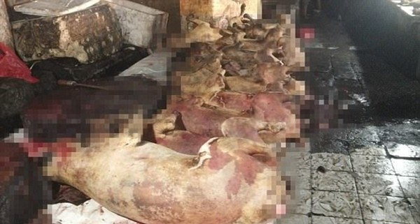 khung canh man ro trong khu trai thit cho nhu dia nguc tran gian tai indonesia