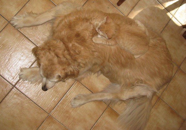 16 em pet nguy trang con gioi hon ca dong vat hoang da