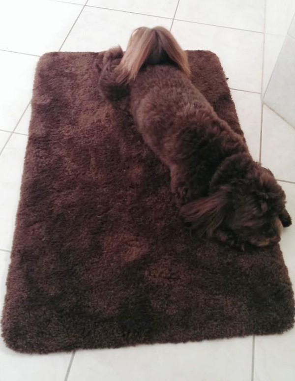 16 em pet nguy trang con gioi hon ca dong vat hoang da