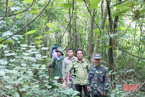 chuong trinh un redd bao ve rung cai thien sinh ke cho nguoi dan ha tinh
