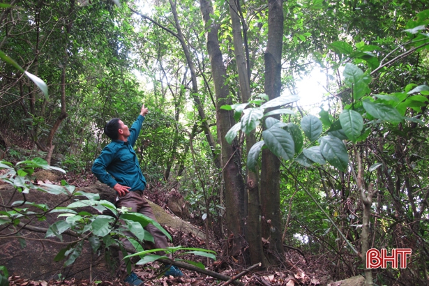 chuong trinh un redd bao ve rung cai thien sinh ke cho nguoi dan ha tinh