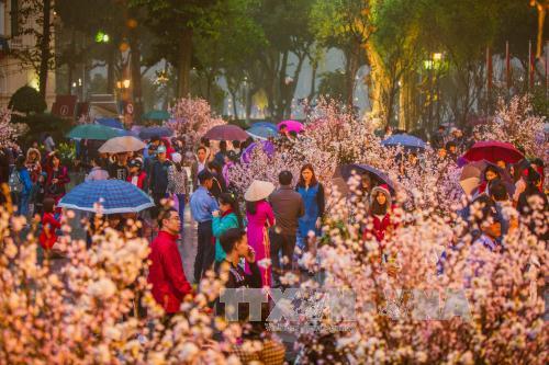 to chuc le trong cay hoa anh dao nhat ban tai da lat