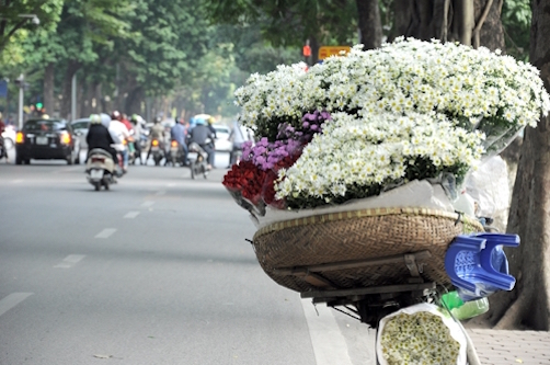 trong cuc hoa mi hai ra tien ma khong can nhieu von