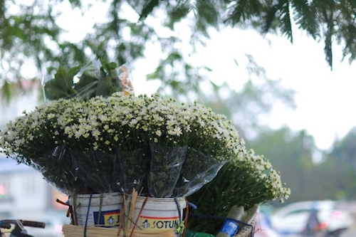 trong cuc hoa mi hai ra tien ma khong can nhieu von