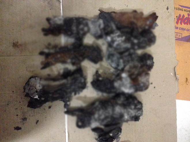 chu quen khong tat may suoi dan cho poodle 8 con bi chet chay