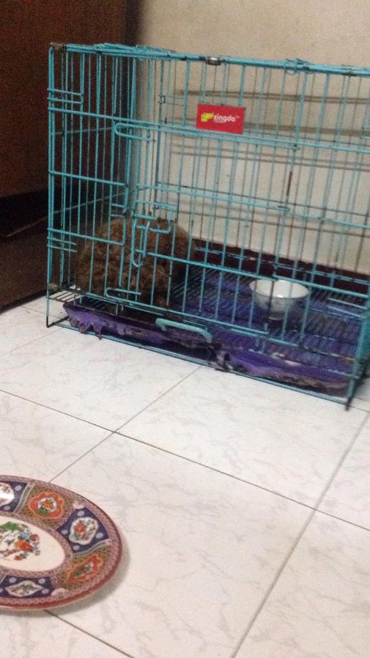 chu quen khong tat may suoi dan cho poodle 8 con bi chet chay