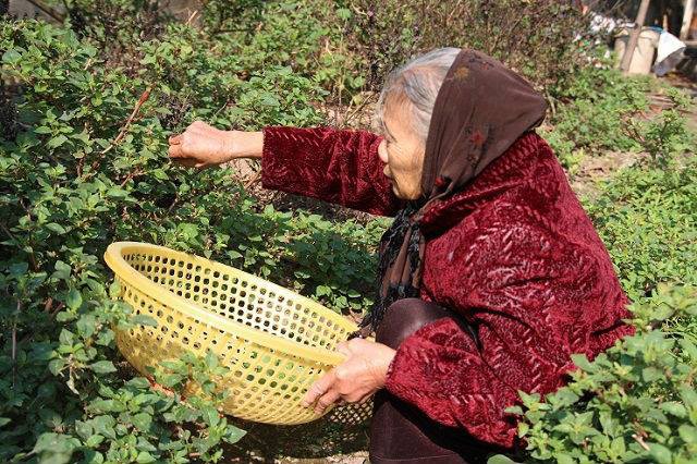 ha noi ca doi tich cop duoc hon 200 trieu dong cu ba 88 tuoi mang di dong hui khi doi no chu hui chi moc tra 239000 dong