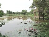 chum anh huong sac sen ho tay hut hon nguoi ha noi bat chap cai nong hon 40 do c