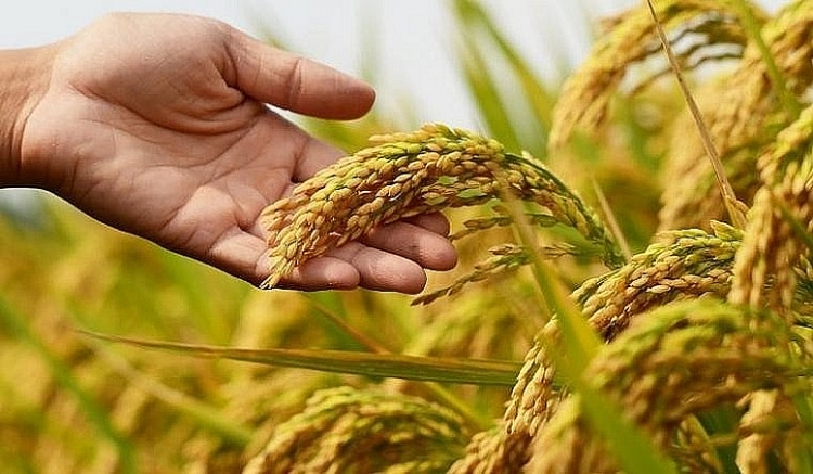 Đến 80% lượng gạo nhập khẩu của Philippines đến từ Việt Nam. Ảnh minh họa. ຟີລິບປິນນຳເຂົ້າເຂົ້າສານມາຈາກຫວຽດນາມ ເຖິງ 80% ຮູບພາບປະກອບ. Đến 80% lượng gạo nhập khẩu của Philippines đến từ Việt Nam. Ảnh minh họa. ຟີລິບປິນນຳເຂົ້າເຂົ້າສານມາຈາກຫວຽດນາມ ເຖິງ 80% ຮູບພາບປະກອບ.