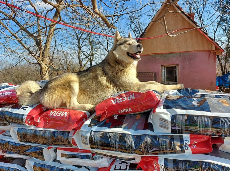 Những con vật được nuôi nấng ở khu trại Vucjak Shelter hoàn toàn không bị xích hay nhốt. Những con vật được nuôi nấng ở khu trại Vucjak Shelter hoàn toàn không bị xích hay nhốt.