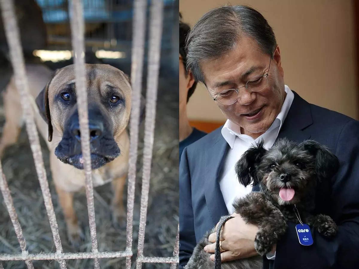 Tổng thống Hàn Quốc Moon Jae-in đề nghị cấm ăn thịt chó. Ảnh: Tổng thống Hàn Quốc Moon Jae-in đề nghị cấm ăn thịt chó. Ảnh: