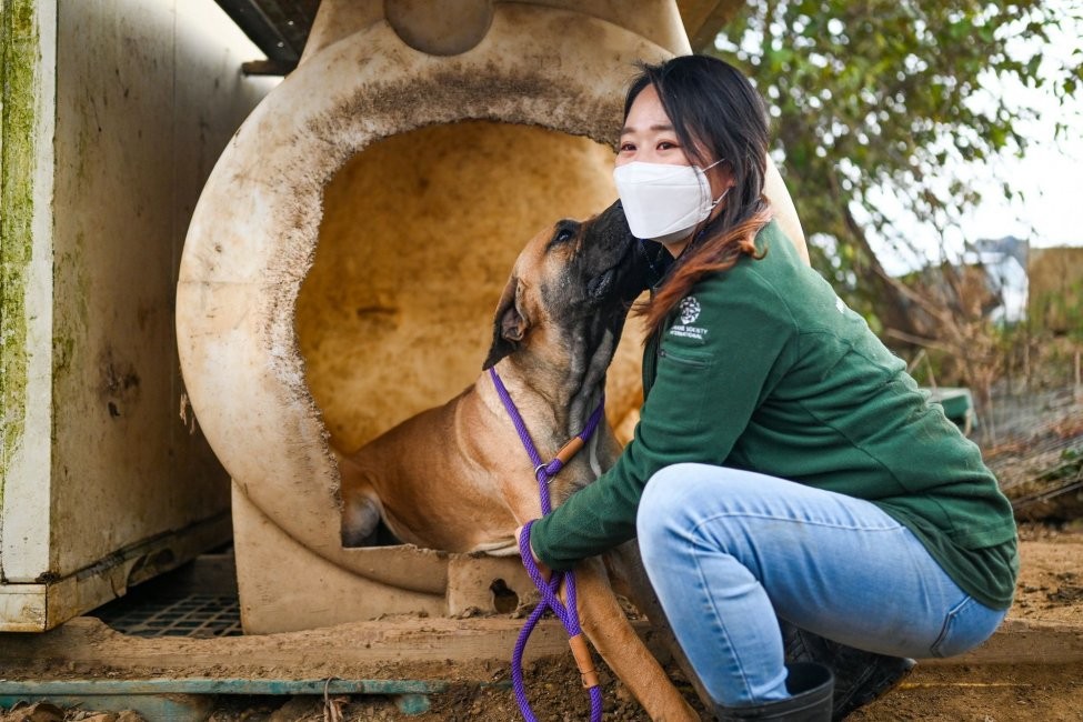 Ngày càng có nhiều người dân Hàn Quốc xem chó là thú cưng hơn là động vật lấy thịt. Ảnh: Thomas Maresca/UPI Ngày càng có nhiều người dân Hàn Quốc xem chó là thú cưng hơn là động vật lấy thịt. Ảnh: Thomas Maresca/UPI