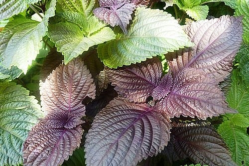 Điều trị bệnh gút bằng đông y và tây y dieu tri benh gut bang dong y va tay y