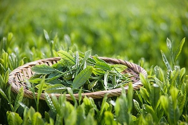 Mẹo trị hôi chân khi đi giày hiệu quả meo tri hoi chan khi di giay hieu qua