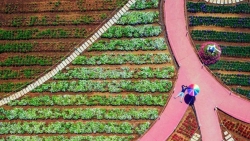 nhiep anh gia viet nam thang giai anh quoc te spring2020