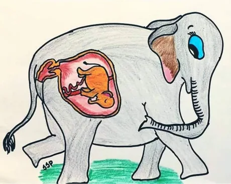 Xúc động tranh tưởng niệm voi mang thai chết khi ăn nhầm thuốc nổ xot xa vu voi mang thai chet tuc tuoi khi an nha m thuo c no