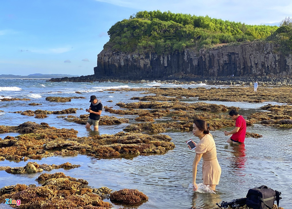 Unique open-air 'coral forest' on the Middle coast of Vietnam 4946 z9