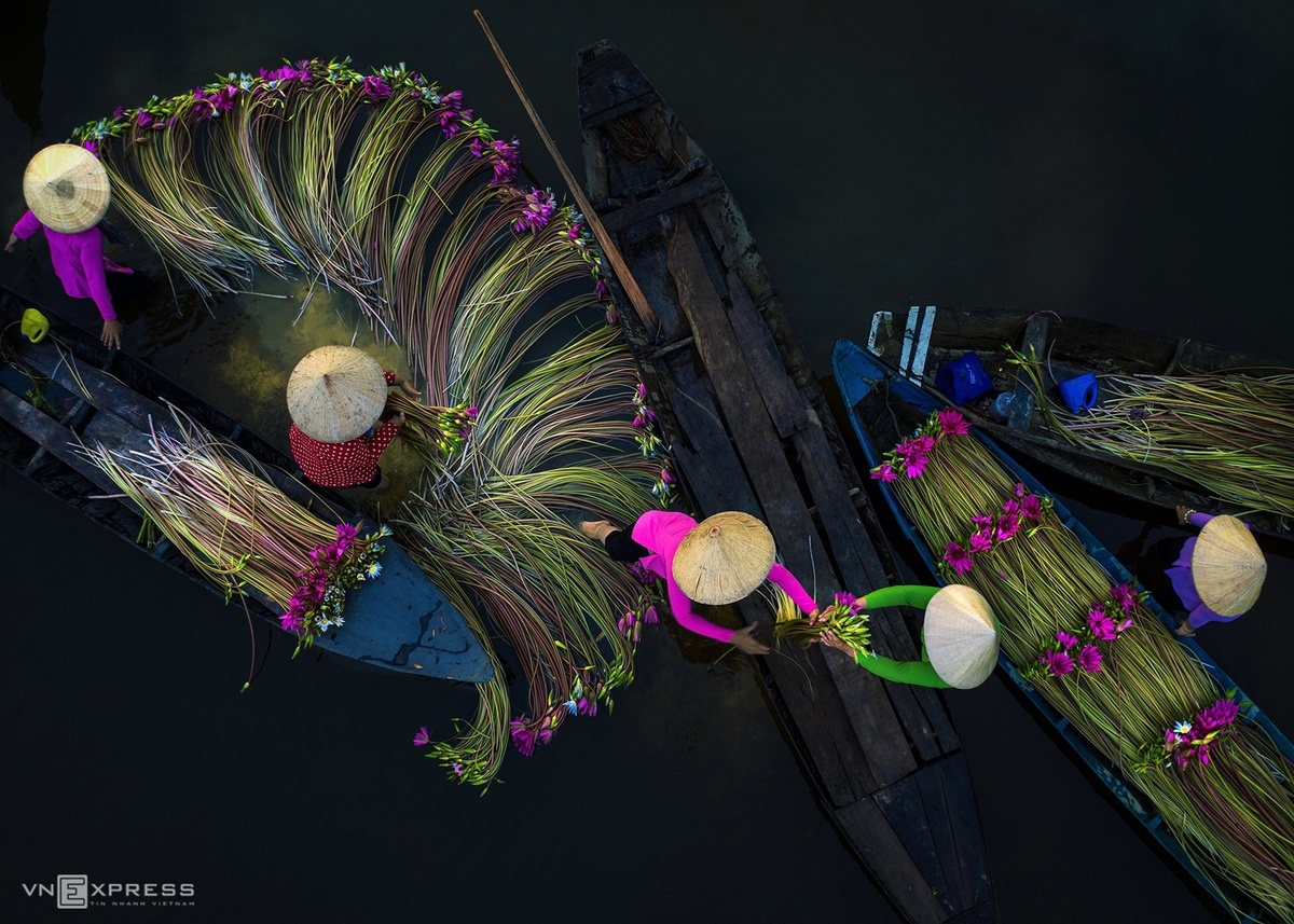 Water lilies in Vietnam's Southwest pose a tranquil painting of nature 5247 bs