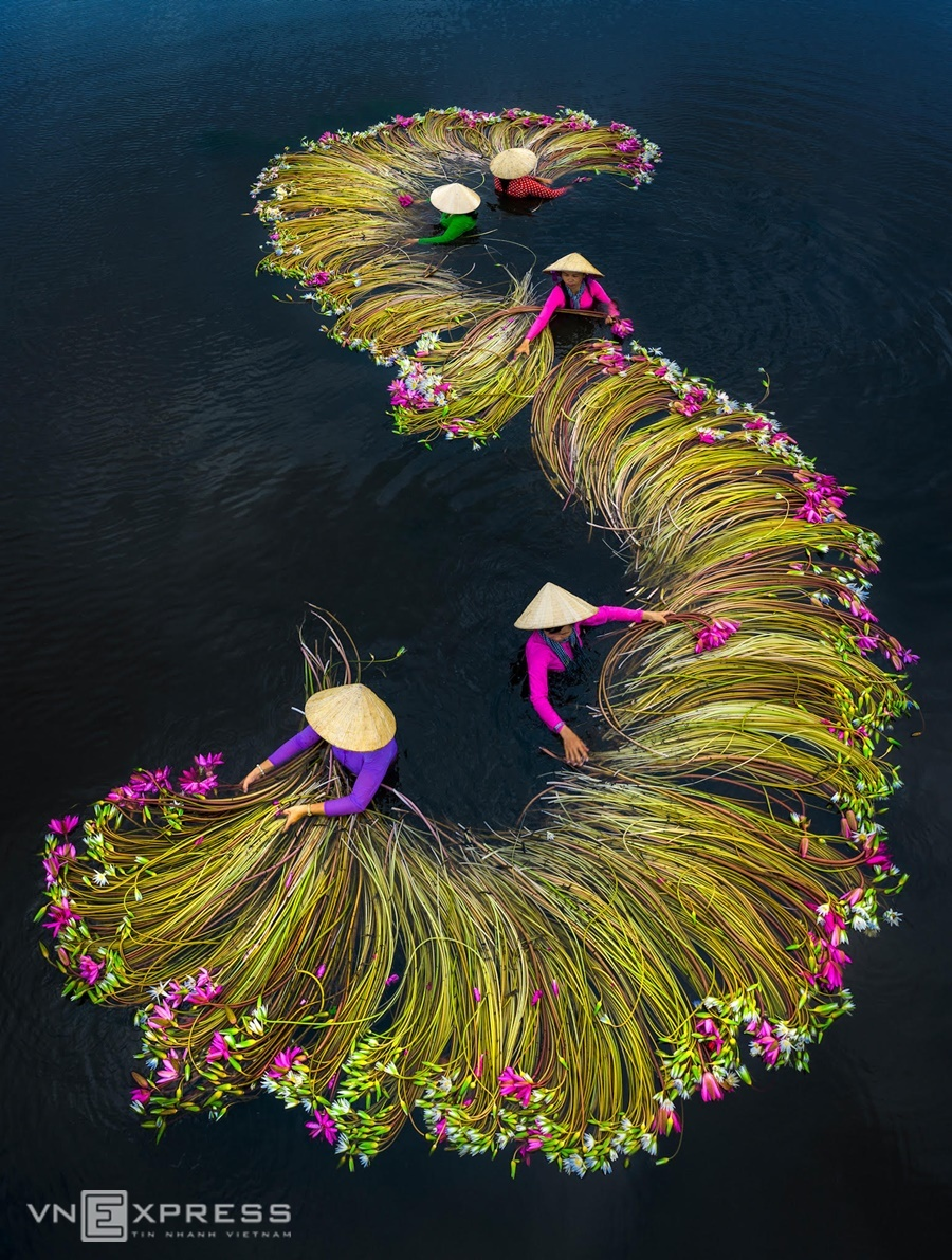 Water lilies in Vietnam's Southwest pose a tranquil painting of nature 0857 sb