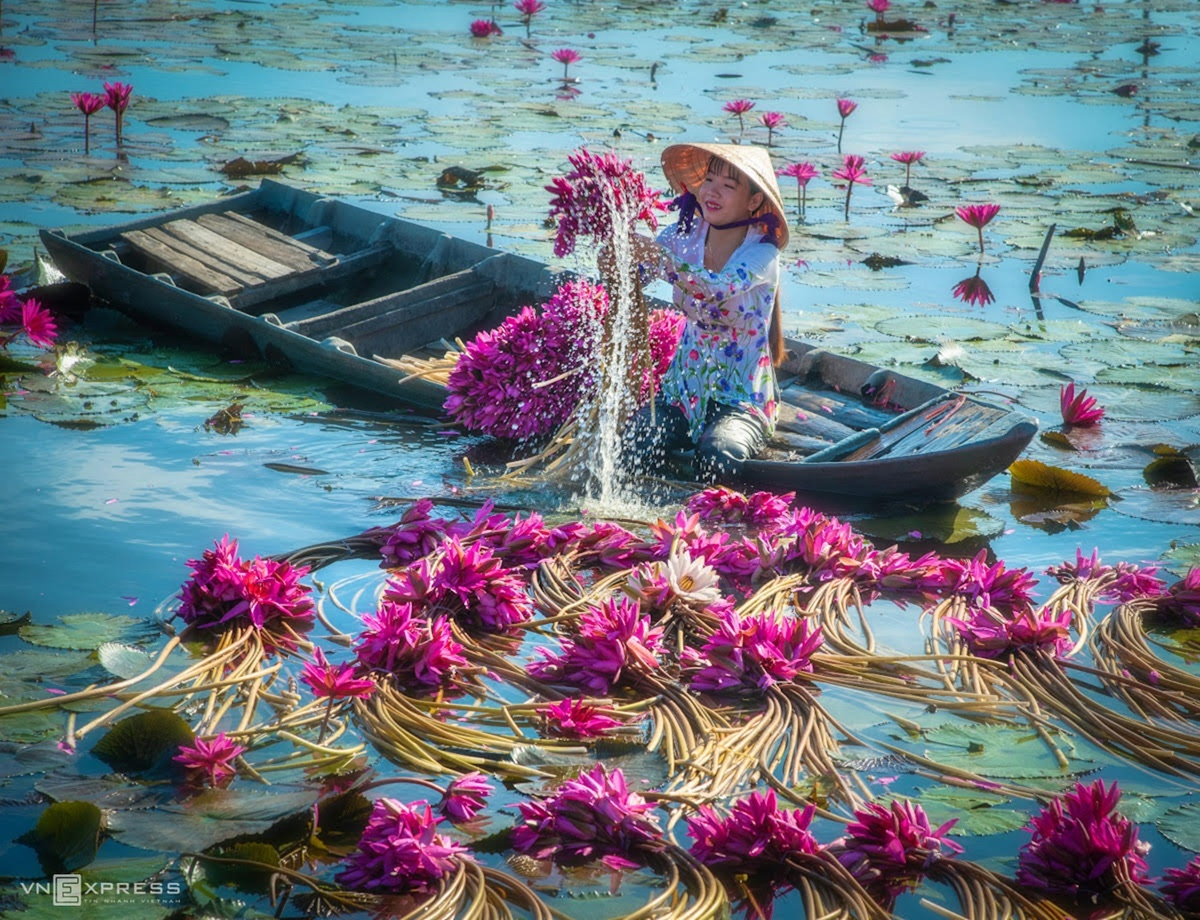 Water lilies in Vietnam's Southwest pose a tranquil painting of nature 1042 sm